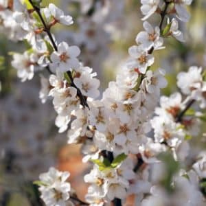 Prunus-tomentosa-nanking-cherry-bush