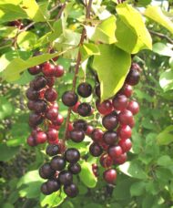 hokecherry FOR SALE | Prunus virginiana