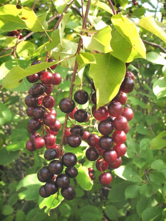 hokecherry FOR SALE | Prunus virginiana