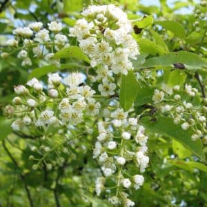 Prunus-virginiana-plum-cherry