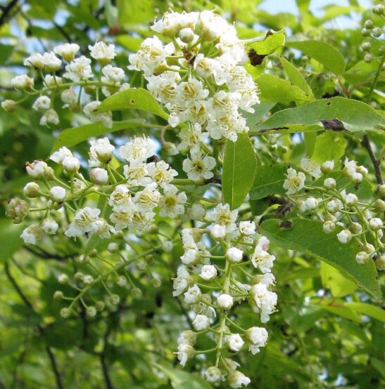 Prunus-virginiana-plum-cherry Prunus-virginiana-plum-cherry