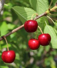 Crimson Passion Cherry | Prunus x kerrasis 'Crimson Passion'