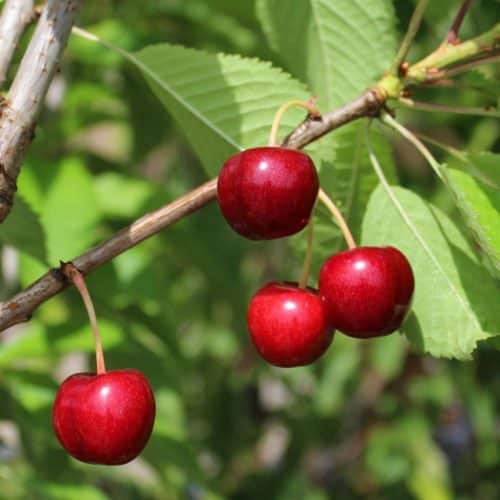 Crimson Passion Cherry | Prunus x kerrasis 'Crimson Passion'