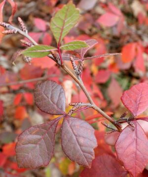 Fragrant Sumac BUY ONLINE | Rhus aromatica 'Grow Low'