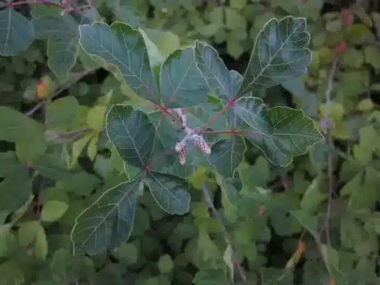 Rhus_aromatica_Gro-Low_Leaves_Detail-2-Sep_ELM Rhus_aromatica_Gro-Low_Leaves_Detail-2-Sep_ELM