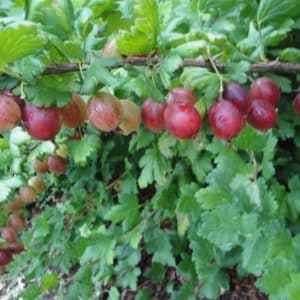 Hinnomaki Red Gooseberry Plants | Ribes uva-crispa 'Hinomaki'