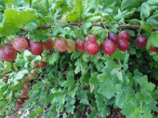 ribes-Hinnomaki; Red Gooseberry Hinnomaki Red Gooseberry Plants | Ribes uva-crispa 'Hinomaki'
