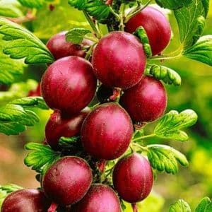 Red Gooseberry PLANTS FOR SALE | Ribes uva-crispa 'Pixwell'