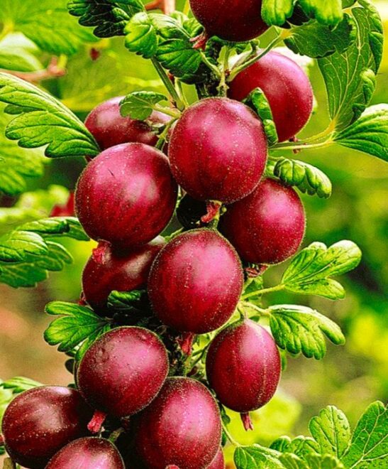 Red Gooseberry PLANTS FOR SALE | Ribes uva-crispa 'Pixwell'