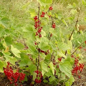 Red currant PLANTS FOR SALE | Ribes rubrum