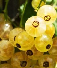 White Currant Bush FOR SALE | Ribes rubrum 'White Pearl'