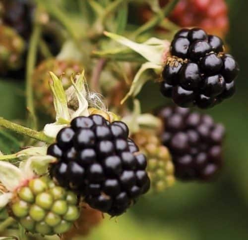 Hardy Blackberry PLANTS | Rubus fruticosus 'Chester'