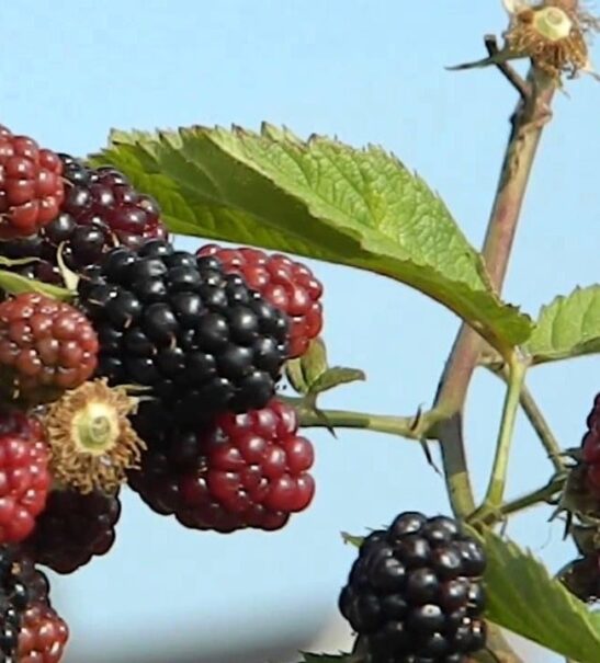 Rubus-fruticosus-Chester-thornless-thornless-vine-bush Rubus-fruticosus-Chester-thornless-vine-bush with fruit