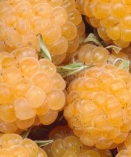Anne Yellow Raspberry FOR SALE | Rubus idaeus 'Anne'
