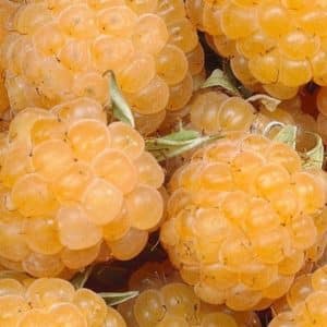 Anne Yellow Raspberry FOR SALE | Rubus idaeus 'Anne'