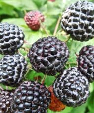 Jewel Black Raspberry | Rubus occidentalis 'Jewel'