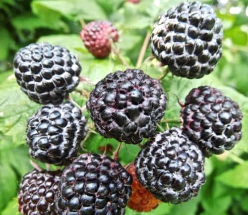 Jewel Black Raspberry | Rubus occidentalis 'Jewel'