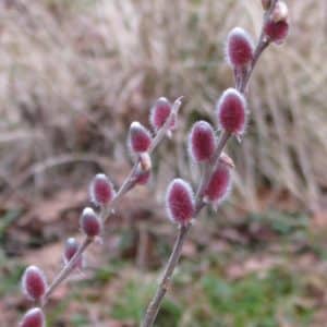 Giant Pussy Willow PLANTS SALE | Salix chaenomeloides