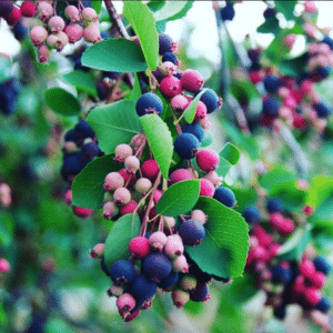 Saskatoon berries