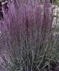 Smoke Signal Little Bluestem | Schizachyrium scoparium 'Smoke Signal'