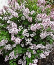 Dwarf Korean Lilac | Syringa meyeri 'Miss Kim'