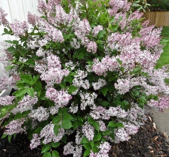 Dwarf Korean Lilac | Syringa meyeri 'Miss Kim'