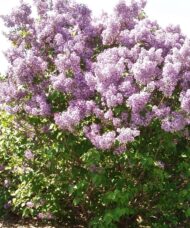 Donald Wyman Lilac | Syringa x prestoniae 'Donald Wyman'