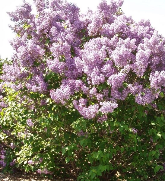 Donald Wyman Lilac | Syringa x prestoniae 'Donald Wyman'