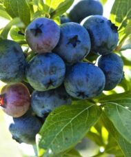 Highbush Blueberry Plants for Sale | Vaccinium corymbosum 'Patriot'