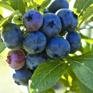 Highbush Blueberry Plants for Sale | Vaccinium corymbosum 'Patriot'
