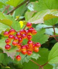 American Cranberrybush FOR SALE | Viburnum trilobum