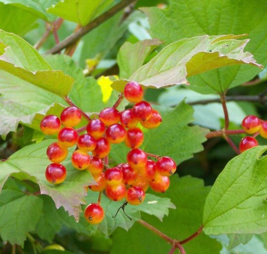American Cranberrybush FOR SALE Viburnum trilobum CANADA