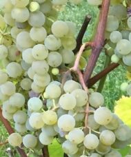 Golden Muscat Grape FOR SALE | Vitis 'Osceola Muscat'