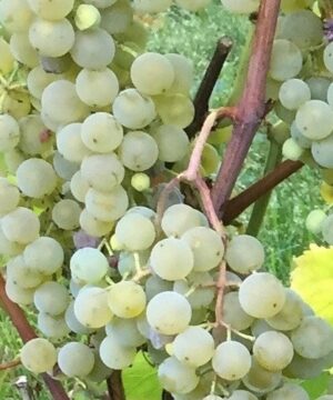 Golden Muscat Grape FOR SALE | Vitis 'Osceola Muscat'