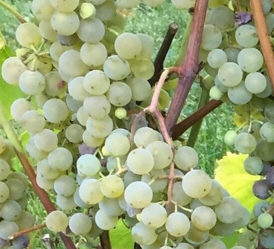 Golden Muscat Grape FOR SALE | Vitis 'Osceola Muscat'