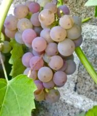 Hardy Grape Variety | Somerset Grape | Vitis 'Somerset'