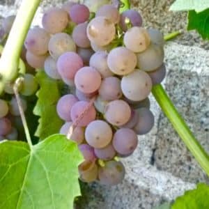 Hardy Grape Variety | Somerset Grape | Vitis 'Somerset'