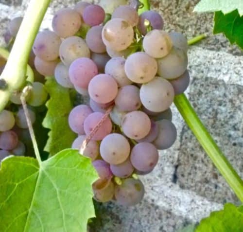 Hardy Grape Variety | Somerset Grape | Vitis 'Somerset'