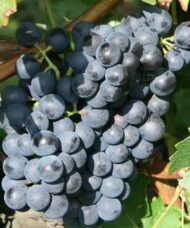 Hardy Bue Grape Vine with ripe fruits, ready to be eaten