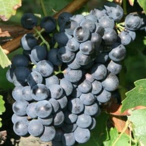 Hardy Bue Grape Vine with ripe fruits, ready to be eaten