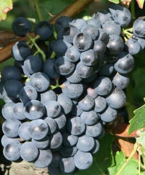 Hardy Bue Grape Vine with ripe fruits, ready to be eaten