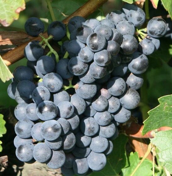 Hardy Bue Grape Vine with ripe fruits, ready to be eaten