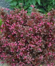 Purple Weigela for sale - Weigela Tango in bloom