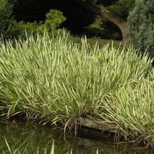 Variegated Sweet flag waterside planting.