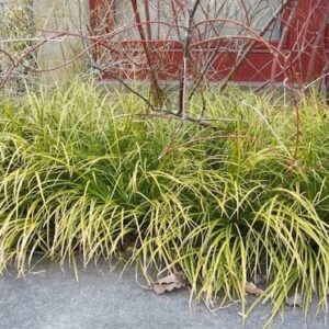 A border of Golden Variegated Grass-leaved Sweet Flag.