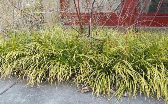 Acorus gramineus oborozuki | Golden variegated grassy leaved sweet flag A border of Golden Variegated Grass-leaved Sweet Flag.