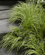 Golden Variegated Sweet Flag along slate steps outdoors.