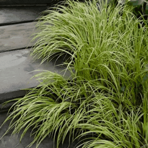 Golden Variegated Sweet Flag along slate steps outdoors.