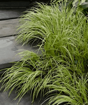 Golden Variegated Sweet Flag along slate steps outdoors.