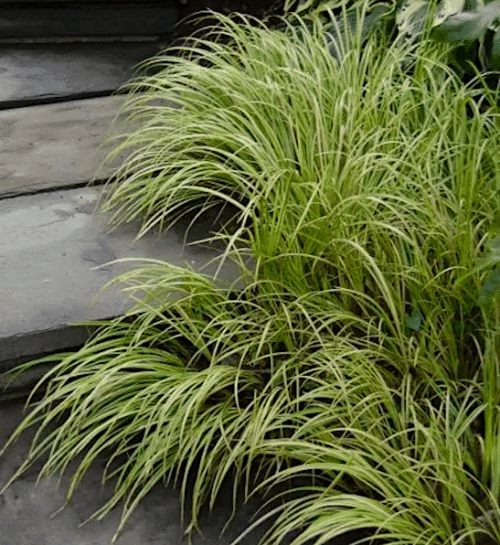 Golden Variegated Sweet Flag along slate steps outdoors.